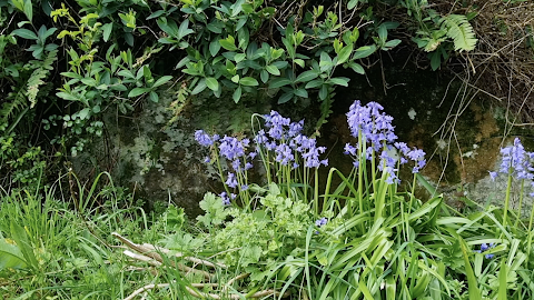 Danu's Irish Herb Garden