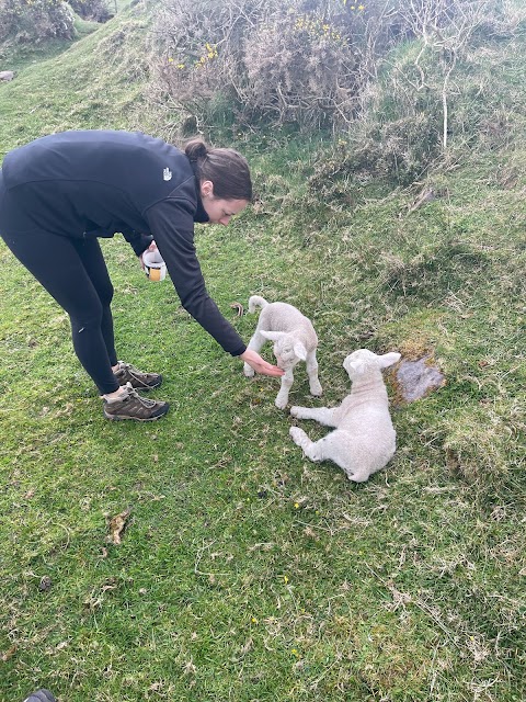 Lios Stone Circle & Animal Feeding