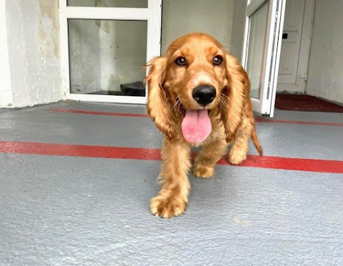 Cavan Dog Boarding Kennels