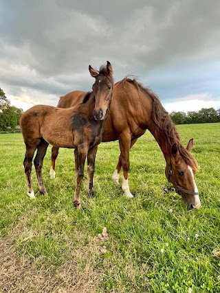 Coolcormack stud b&b