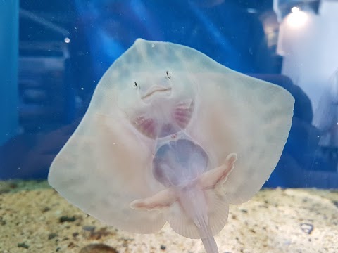 Galway Atlantaquaria, National Aquarium of Ireland