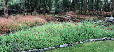 Connecting to Nature (Blooming Native Wildflowers)