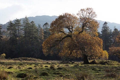 Glengarriff Forest Therapy