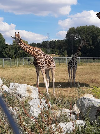 Całoroczny wybieg dla żyraf i nosorożców