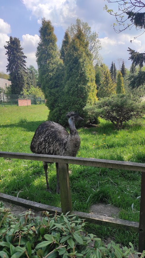 Emu w śląskim ZOO