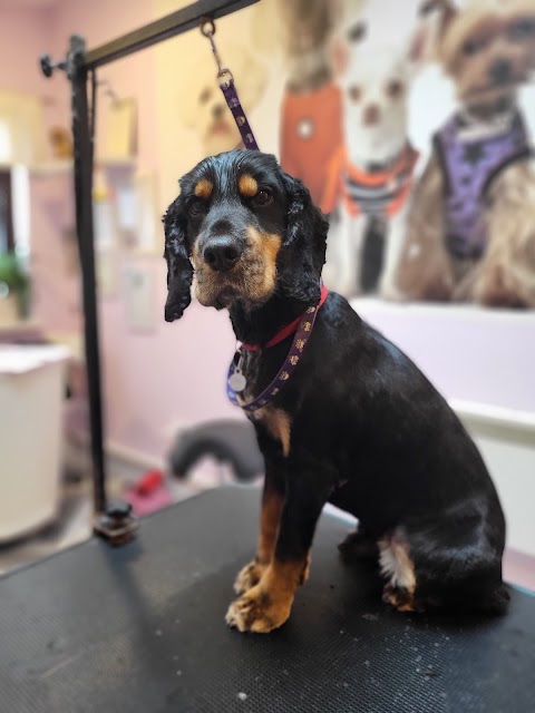 Glamour dog grooming salon