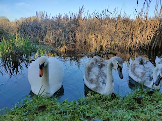 Westfields Wetlands Limerick