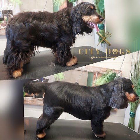 City Dogs Grooming-Salon dla psów