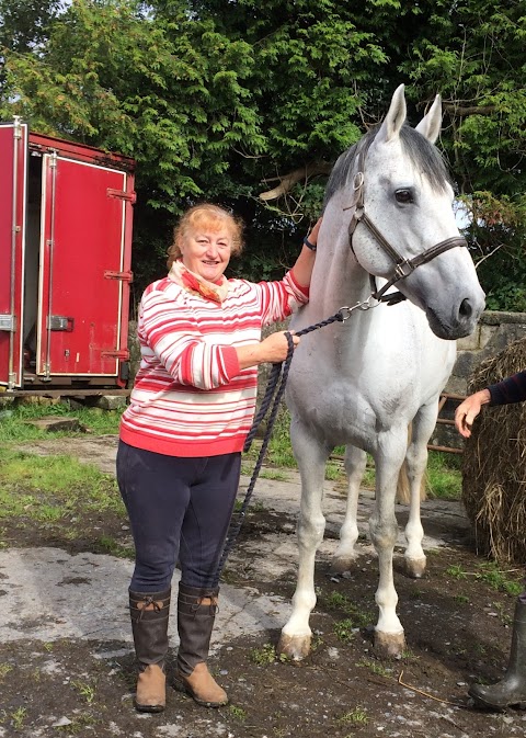 Sycamore Equine Dentistry