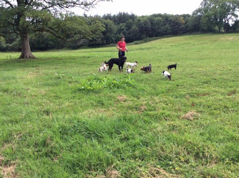 Heather's Top Dog Boarding Waterford