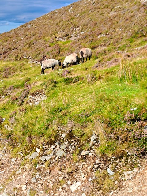 Croagh Patrick Stables