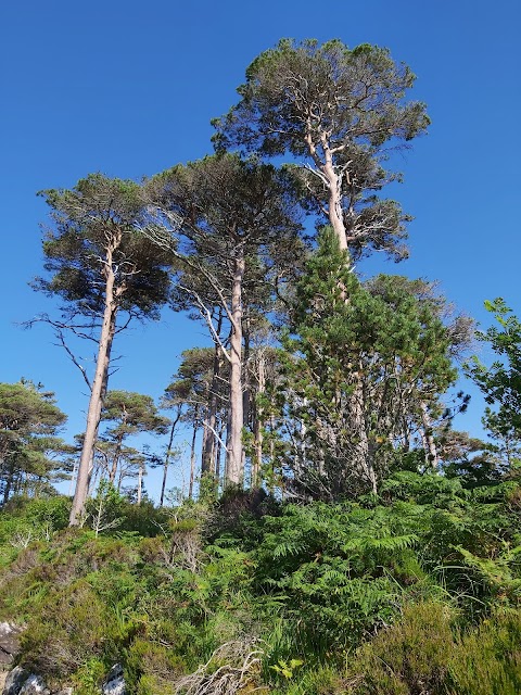 Pines Island Viewpoint