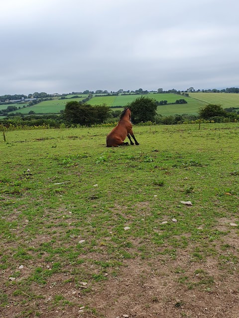 Ballyleigh riding school