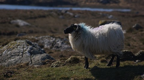 Visit Clifden