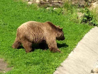 Akcent ZOO