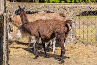 Małe ZOO