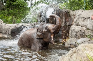 Auckland Zoo