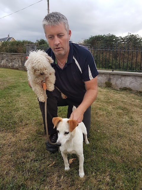 Little and large dog boarding kennels