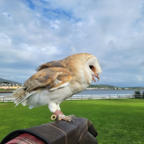 Kingdom Falconry