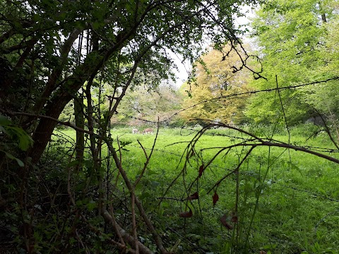 Newpark Marsh Park