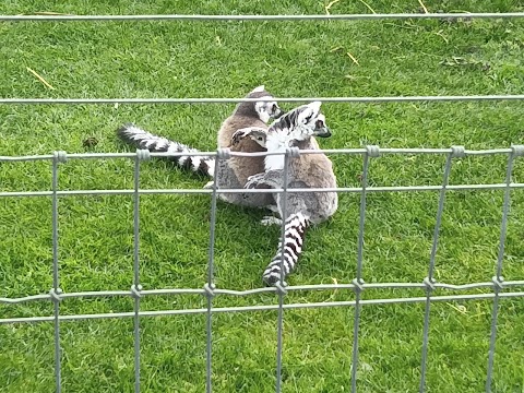 Ardmore Open Farm and Mini Zoo