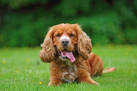 Heather's Top Dog Boarding Waterford