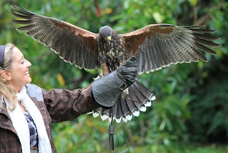 Ireland’s School of Falconry