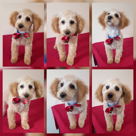 Waggy Tails Dog Grooming