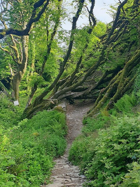 Lough Hyne Forest