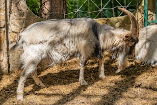 Małe ZOO