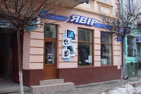 Явір