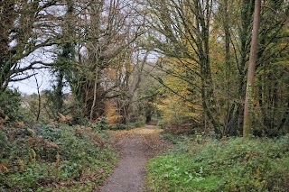 Ballyannan Woods - Midleton Forest