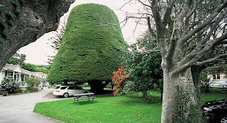 Bucket Tree Lodge