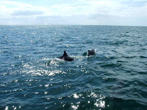 Dolphinwatch Carrigaholt