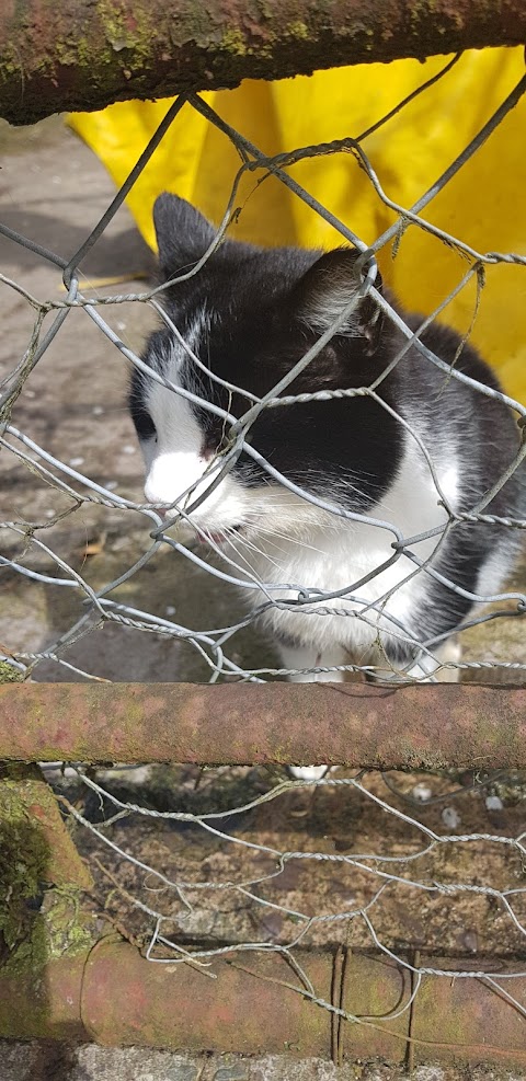 Millshe Kennels and Cattery