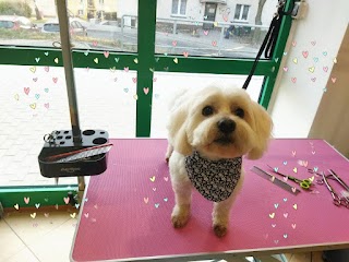 Bella Groomer Studio