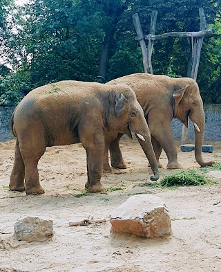 MIEJSKI OGRÓD ZOOLOGICZNY W PŁOCKU Sp. z o.o.