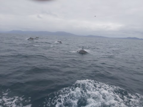 Blasket Islands Eco Marine Tours