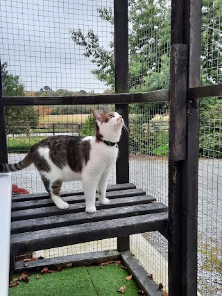 Happy cats cattery