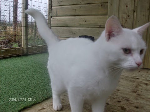 Stoneyford boarding Kennels and Cattery