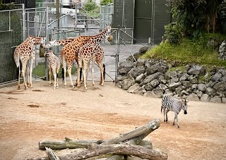 Auckland Zoo