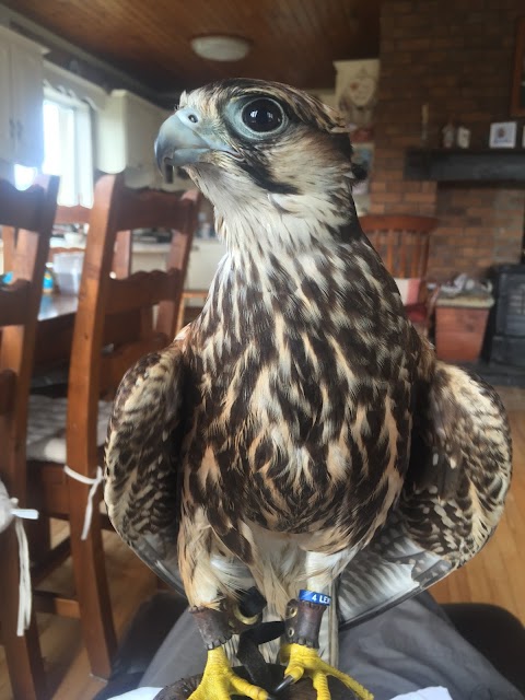 Falconry Kerry (in Killarney)