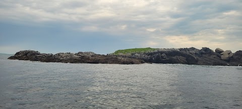 Fenit Sea Safari