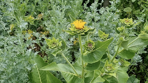 Danu's Irish Herb Garden