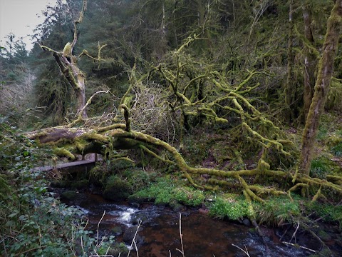 Canon Sheehan Loop (Glenanair Forest)