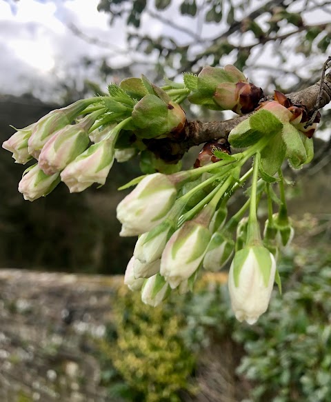 Quarry Garden