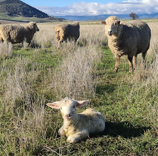 Vet in the Valley