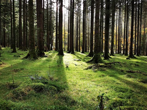 Gougane Barra National Forest Park