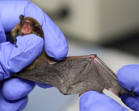 Bat Rehabilitation Ireland