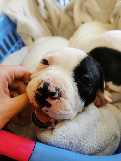 Mountrath Veterinary Centre